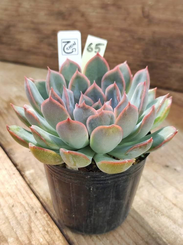 Amazon.co.jp: てっちん多肉植物エケベリア『ヘラクレス』65